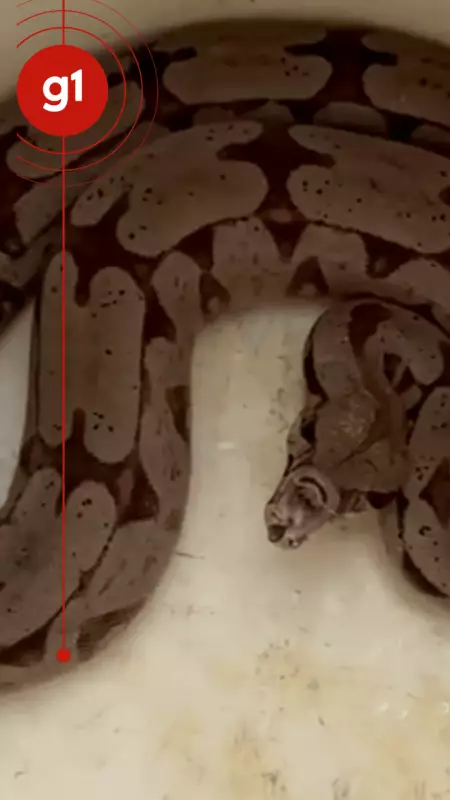 Jiboia é resgatada em avenida urbana de Lucas do Rio Verde após chamar atenção