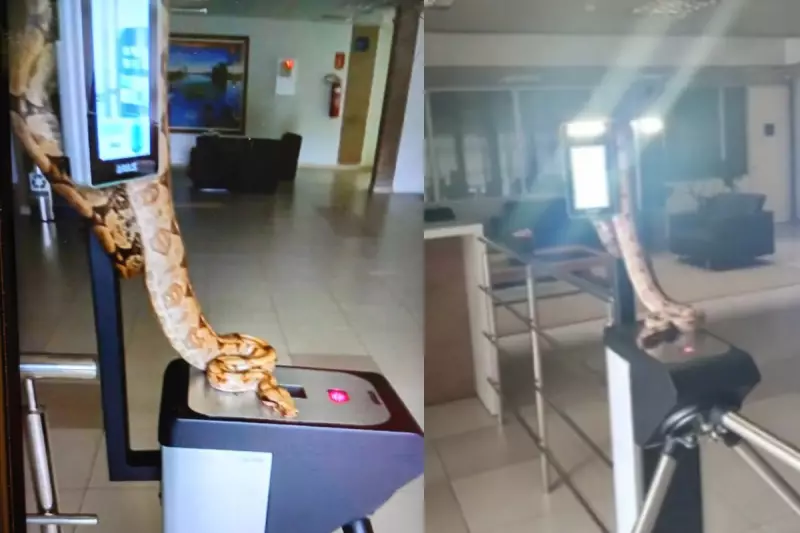 Jiboia adulta é flagrada em catraca do TCE em Campo Grande e resgatada pela PMA