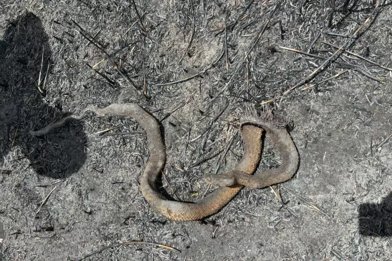 Jiboia carbonizada é encontrada após incêndios no Pantanal de MS; fumaça encobre rio Paraguai