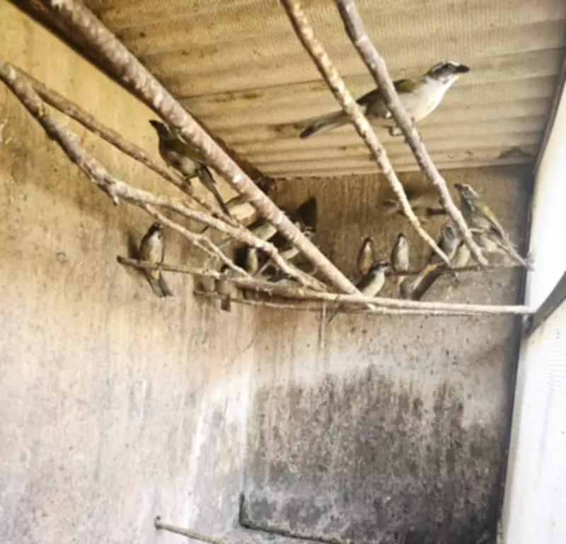 Justiça condena integrantes da maior quadrilha de tráfico de aves do Brasil a até 18 anos de prisão