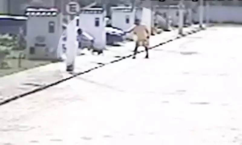 Justiça da Bahia manda PM a júri popular por atirar contra mulher e cães após 11 anos