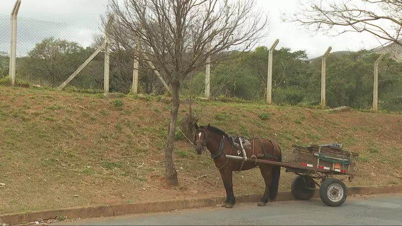 Lei que proíbe carroças entra em vigor em BH, mas multas são suspensas pela Justiça
