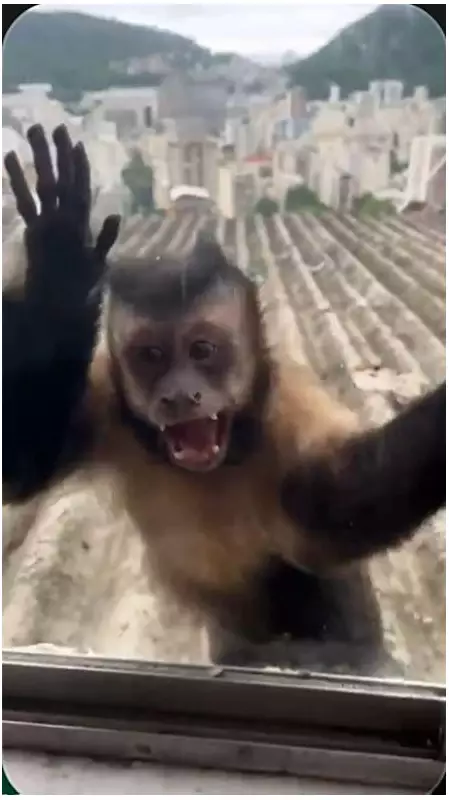 Macaco-prego invade casas no Santa Marta, Rio: moradores relatam medo e mordida