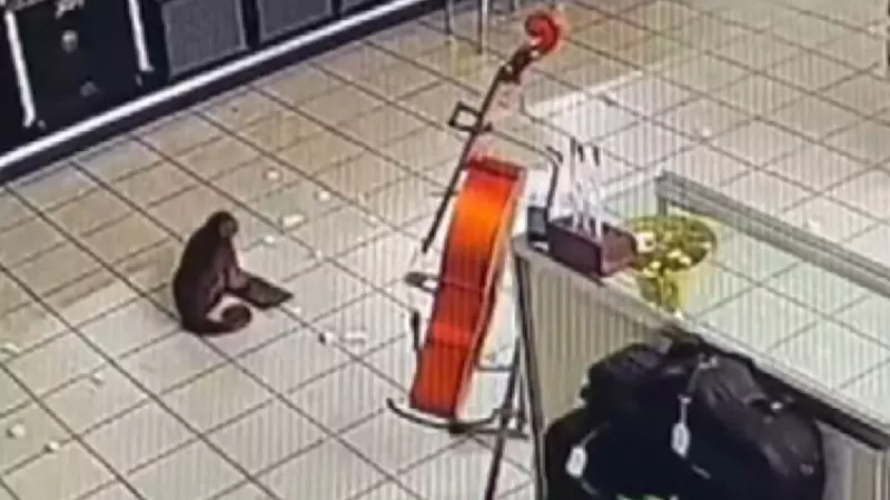 Macaco-prego invade loja nos EUA e destrói teclados em confusão noturna