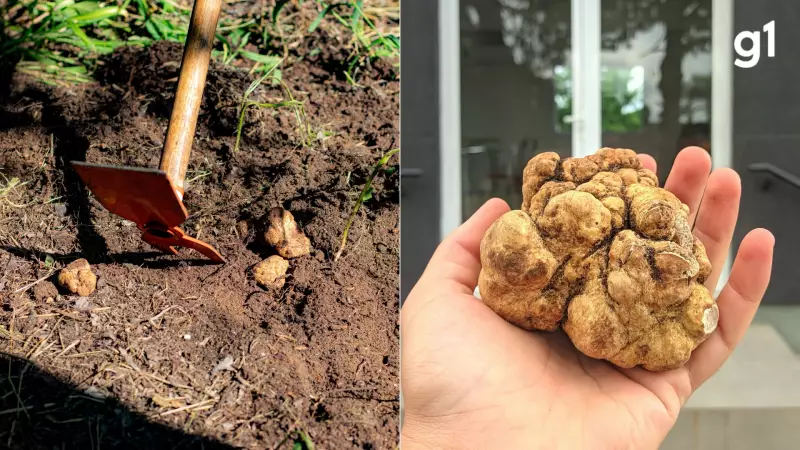 Maior trufa do Brasil, com 213g, é encontrada no RS após caçada de 3 horas