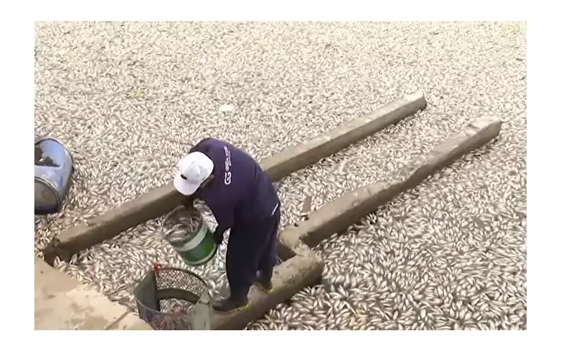 Mais de 5 toneladas de peixes mortos retiradas do Açude Velho em Campina Grande