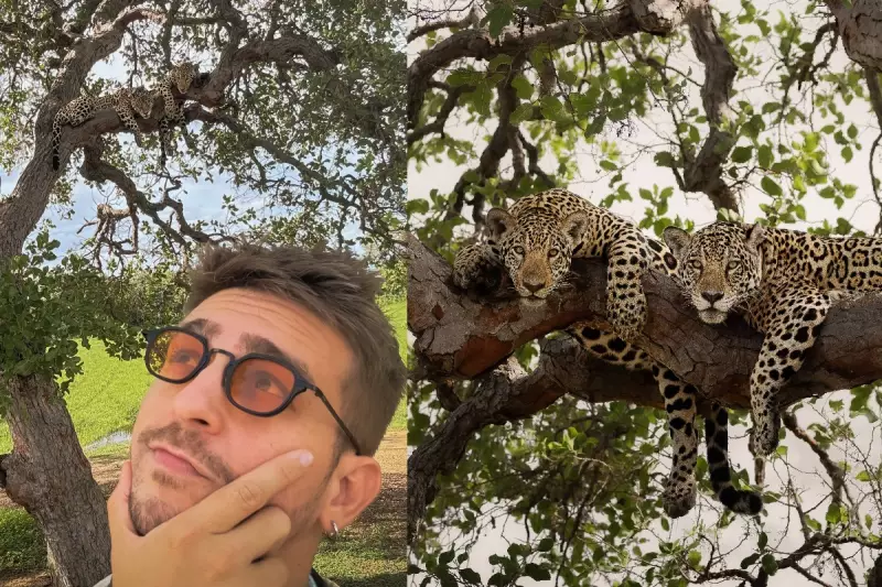 Mamãe onça e filhote são flagrados em momento raro de tranquilidade no Pantanal