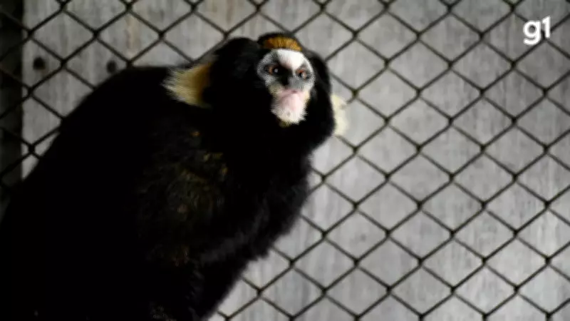 Mila, a sagui-caveirinha, chega ao RS para missão de salvar espécie da extinção