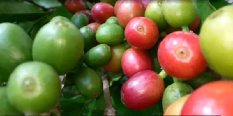 Minas Gerais bate recorde histórico de exportações em 2025 com crescimento de 8,6%