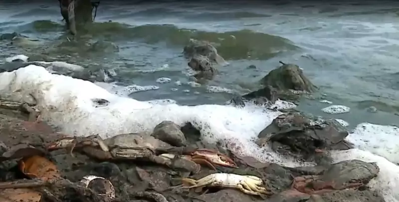 Morte de siris na Lagoa da Jansen em São Luís: causa ainda é investigada