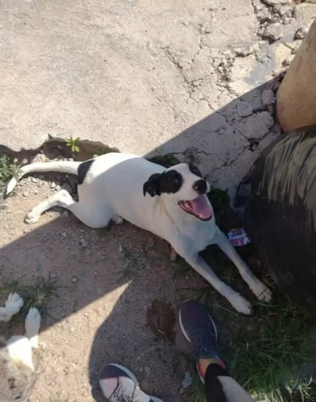 Motorista atropela cadela intencionalmente em Divinópolis; crime é registrado em vídeo