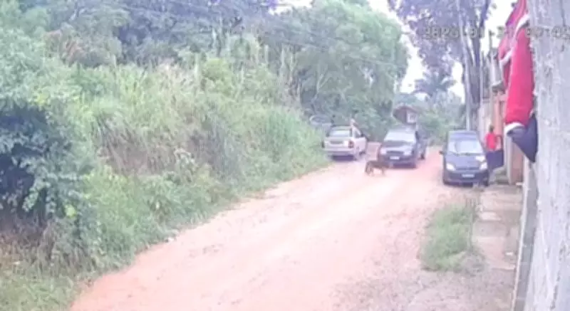 Motorista preso após atropelar e matar cachorro em Jundiaí; crime ambiental registrado em vídeo