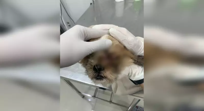 Mulher é presa por maus-tratos a cachorro shih-tzu resgatado com larvas e lesões em Sorocaba