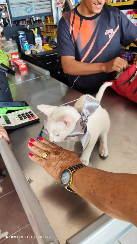 Mulher defende gato de chute em Capitão Poço; caso vira crime de maus-tratos