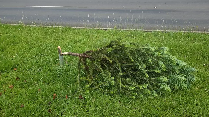 Mulher destrói 40 árvores, incluindo 11 araucárias, plantadas por voluntários em Curitiba