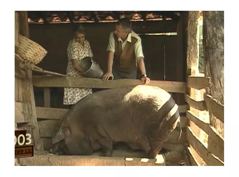 Mutirão do porco de 300 kg em Minas: tradição que alimenta famílias o ano todo