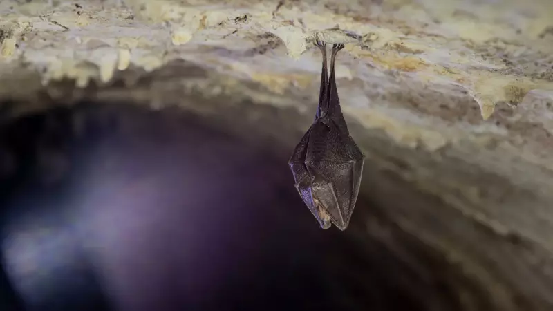 Novo surto de vírus Nipah na Índia coloca Ásia em alerta sanitário