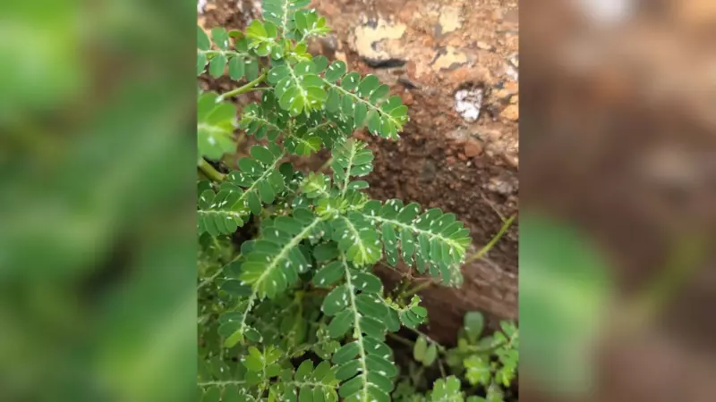 Névoa de moscas-brancas assusta moradores em Conceição das Alagoas, MG
