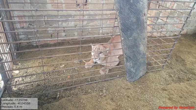 Onça-parda é capturada em curral de propriedade rural em Crisólita e devolvida à natureza