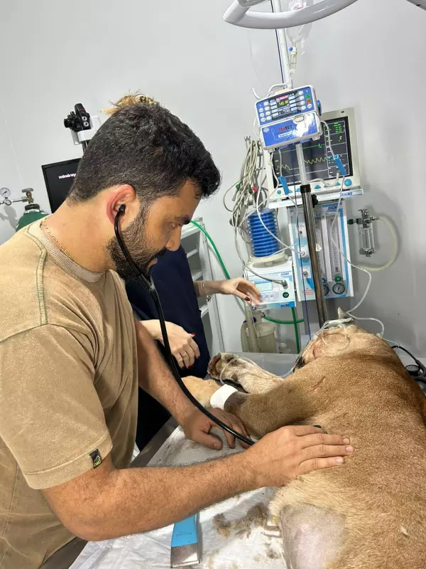 Onça-parda é resgatada após atropelamento em rodovia de Januária, Minas Gerais