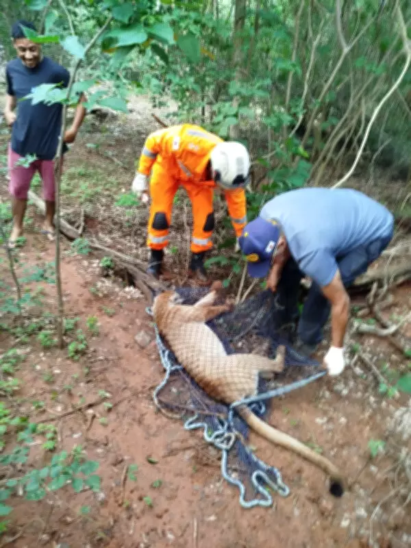 Onça-parda atropelada na MGC-135 em Januária não resiste aos ferimentos e morre