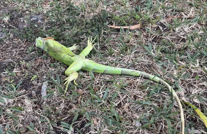 Onda de frio histórica faz iguanas congelarem e caírem de árvores na Flórida