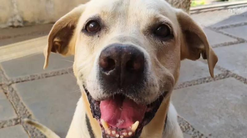 ONG promove evento de adoção responsável de cães e gatos em São Carlos