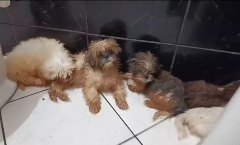 Operação apreende 56 animais em canil clandestino em Charqueada, SP