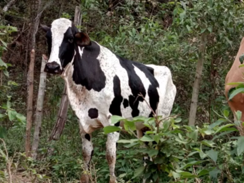 Operação 'Boi na Linha' apreende 154 cabeças de gado e armas na Zona da Mata de MG