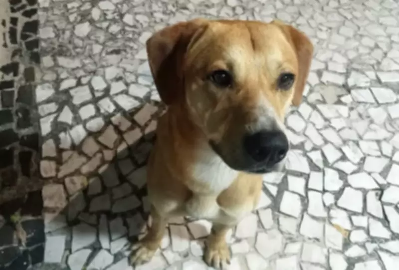 Pais e tio de adolescentes são indiciados por coagir testemunha no caso do cão Orelha
