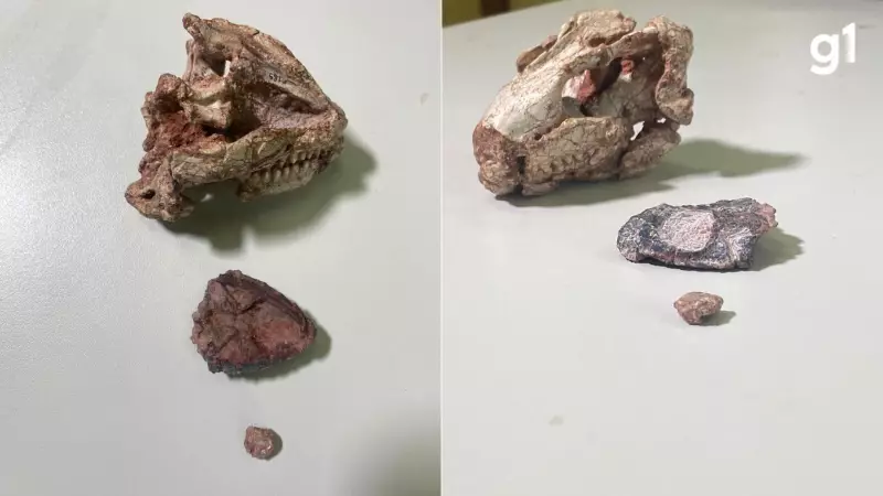Paleontólogos descobrem nova espécie de réptil no RS a partir de crânio minúsculo