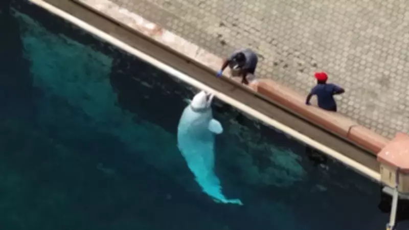 Parque canadense transporta 30 belugas e 4 golfinhos para os EUA por falta de recursos