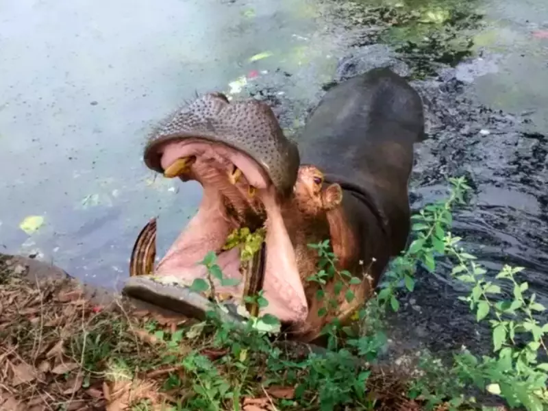 Parque Ecológico de Leme fecha após hipopótamo Juninho adoecer e precisar de cuidados veterinários