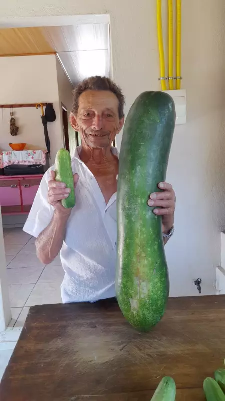 Pepino Gigante de 90 cm Surpreende Agricultor de 85 Anos em Santa Catarina