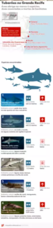 Pernambuco registra 82 ataques de tubarão desde 1992; adolescente é vítima fatal em Olinda