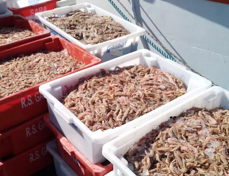 Período de defeso do camarão inicia no Litoral Norte de SP com proibições e exceções