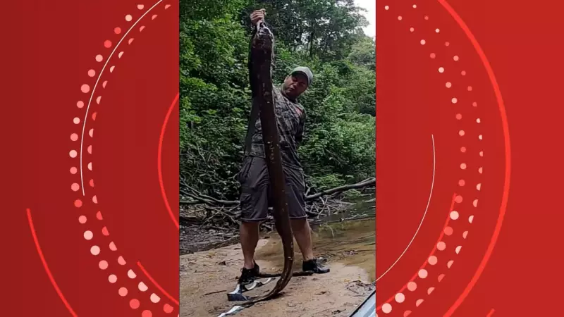 Pescador captura poraquê de 2 metros, o maior peixe-elétrico do Brasil