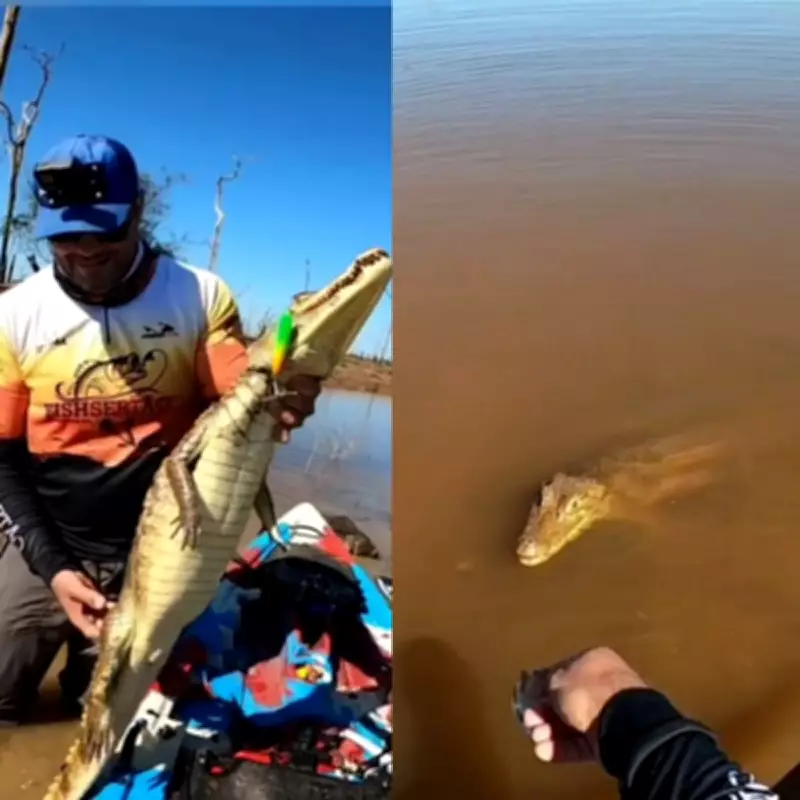 Pescador de RO cria vínculo inusitado com jacaré após resgatá-lo de anzol no rio Madeira
