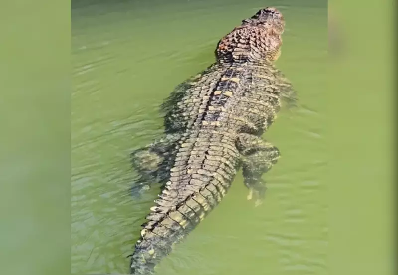 Pescador flagra jacaré-açu gigante nadando silenciosamente na Ilha do Bananal, TO