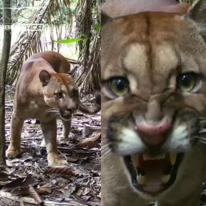 Pescador flagra onça farejando seu rastro em câmera instalada em RO