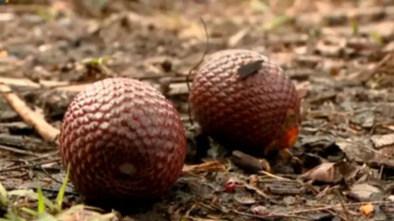 Piauí de Riquezas explora frutas nativas em Palmeirais, como buriti e pitomba