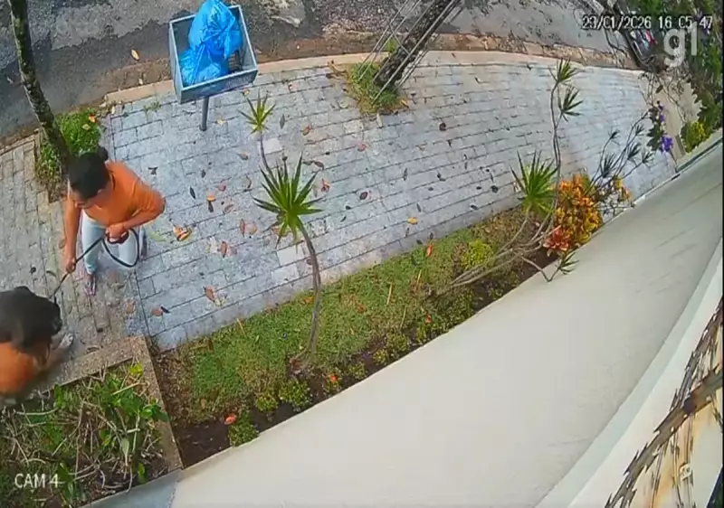 Pitbull foge de obra e ataca cão idoso em BH; câmeras registram agressão