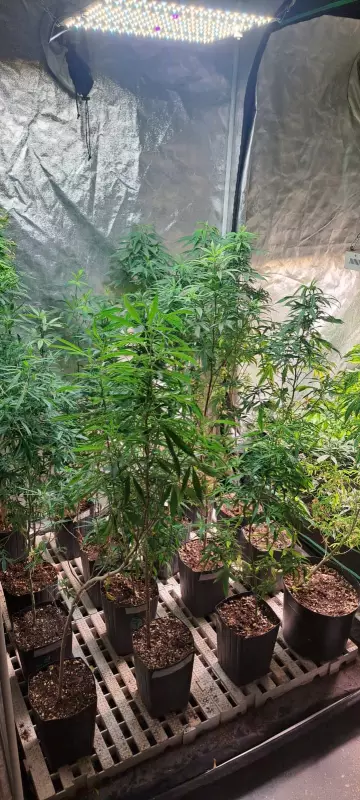 PM descobre estufa de maconha em sítio de Magé, no Rio de Janeiro