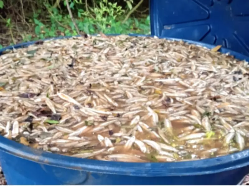 Polícia Ambiental apreende e destrói uma tonelada de manjuba ilegal em Iguape