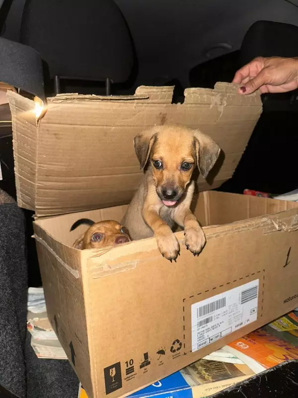 Polícia investiga abandono de filhotes em caixa na Serraria, em Maceió