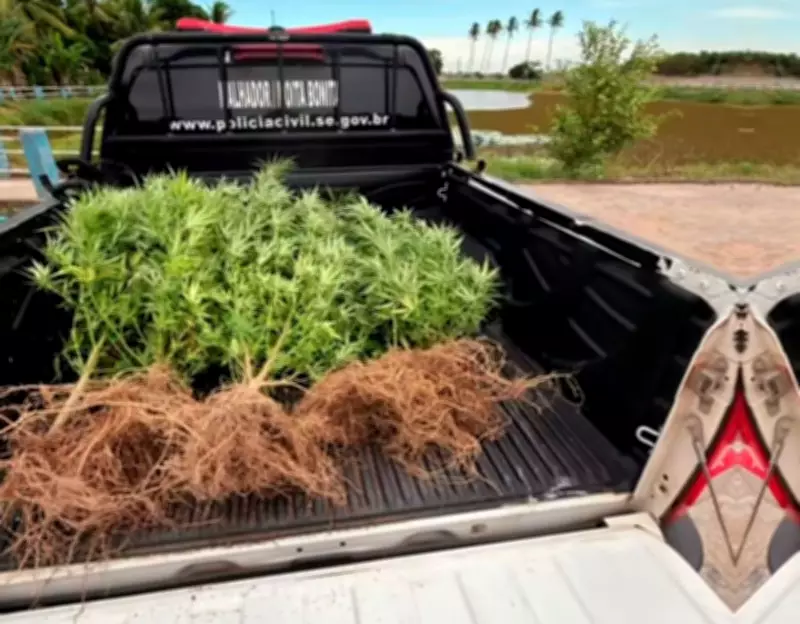 Policiais arrancam pés de maconha e prendem homem em cultivo ilegal na zona rural de Moita Bonita