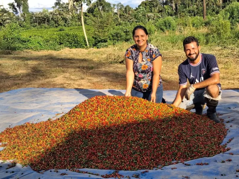 Produção de café no Acre mais que dobra em 2025, com aumento de 115,3%