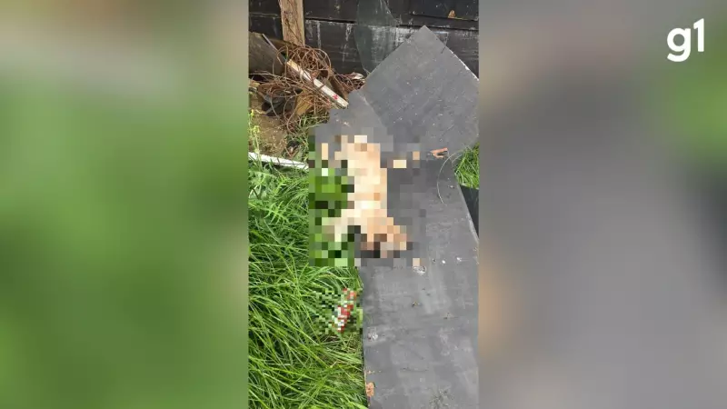 Proprietário invade casa e mata cachorro da inquilina a pauladas em Passo Fundo