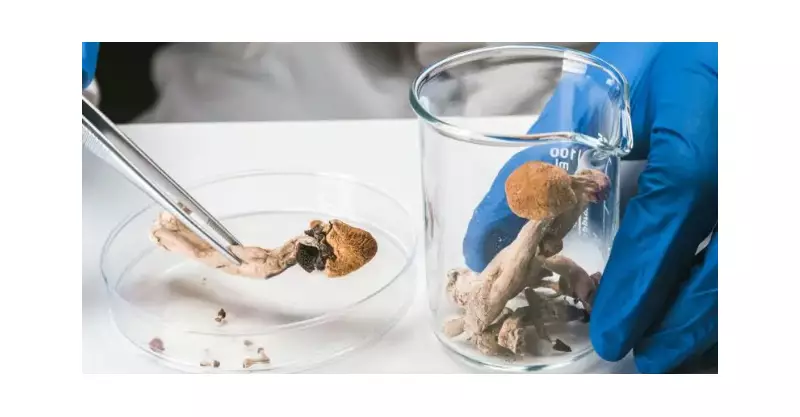 Psicodélicos na Saúde Mental: Revolução ou Risco? Estudos Apontam Potencial