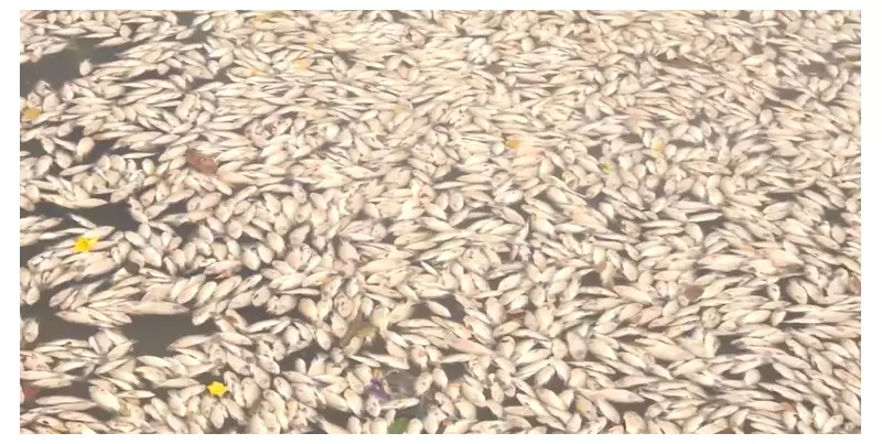 Quase 10 toneladas de peixes mortos retiradas do Açude Velho em Campina Grande